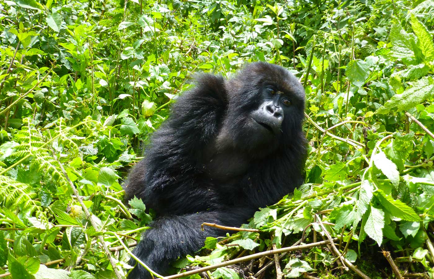4-days-luxury-rwanda-gorilla-trekking-tour