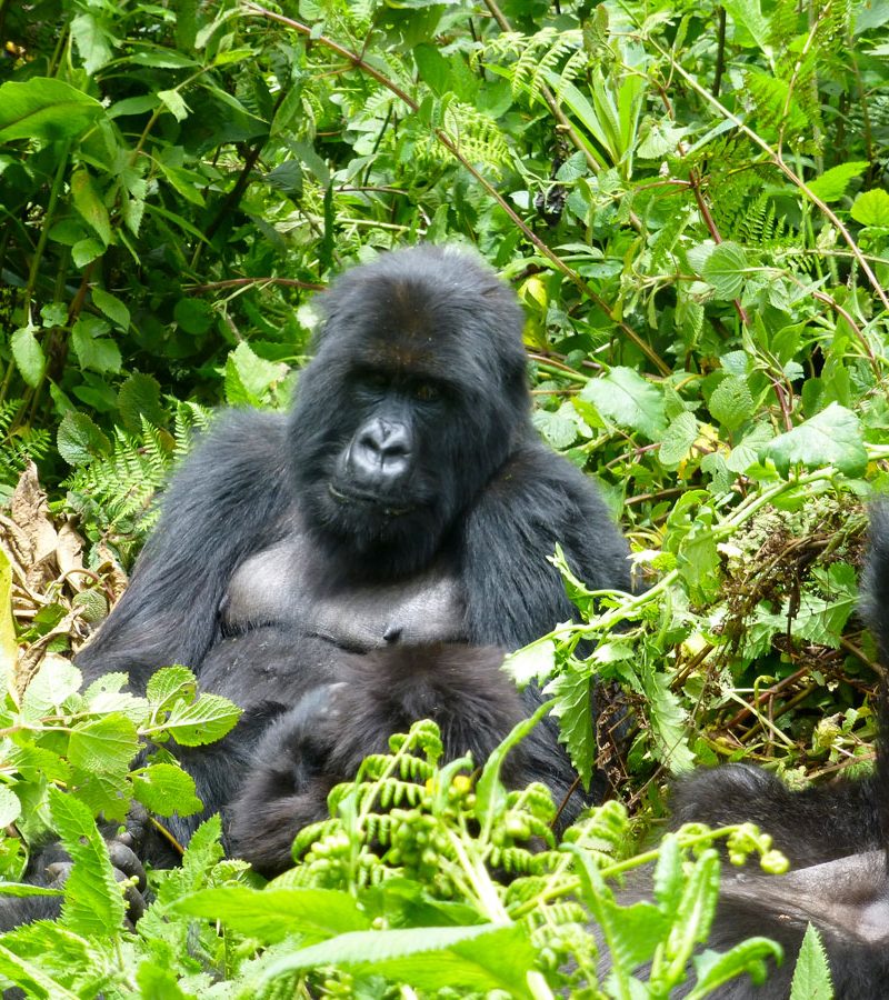 4-days-uganda-gorilla-safari-from-kigali-rwanda