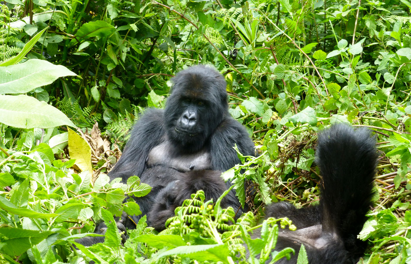 4-days-uganda-gorilla-safari-from-kigali-rwanda