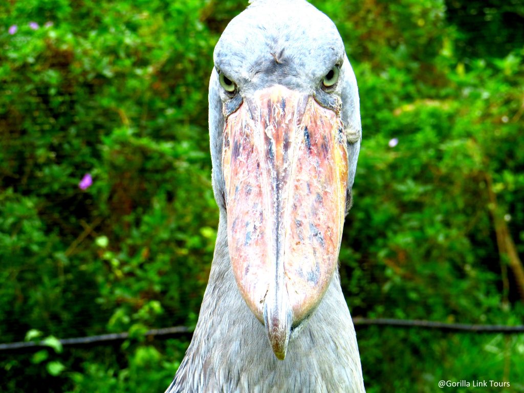 A shoebill stork- A bird that looks like a dinosaur ...