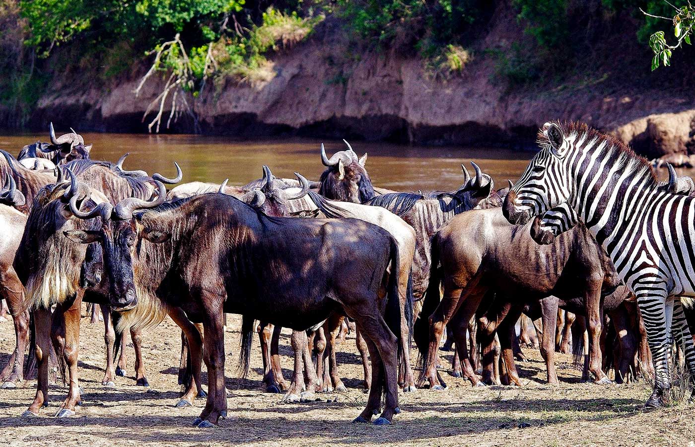 10-days-tanzania-safari-package