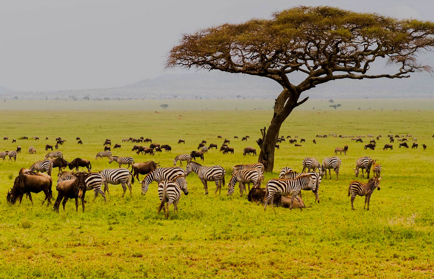 11-days-masai-mara-serengeti-and-gorilla-trekking-safari