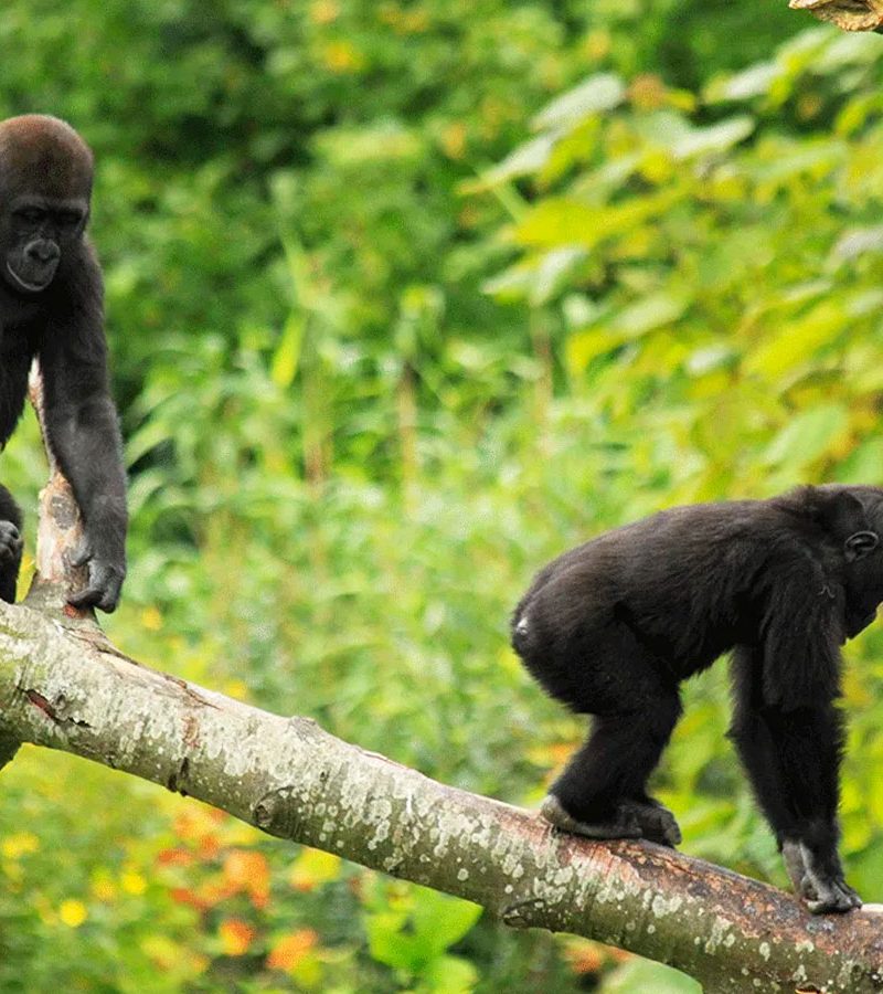 3-days-eastern-lowland-gorilla-trekking-in-congo