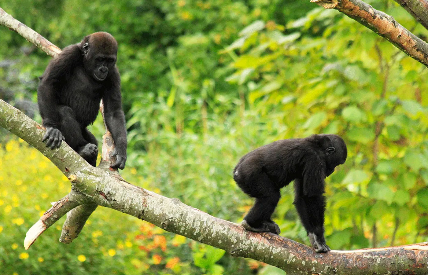 3-days-eastern-lowland-gorilla-trekking-in-congo