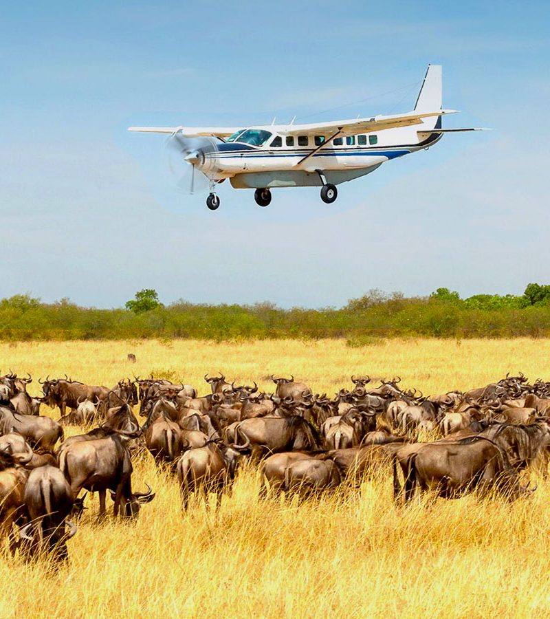 3-days-fly-in-safari-serengeti-holiday