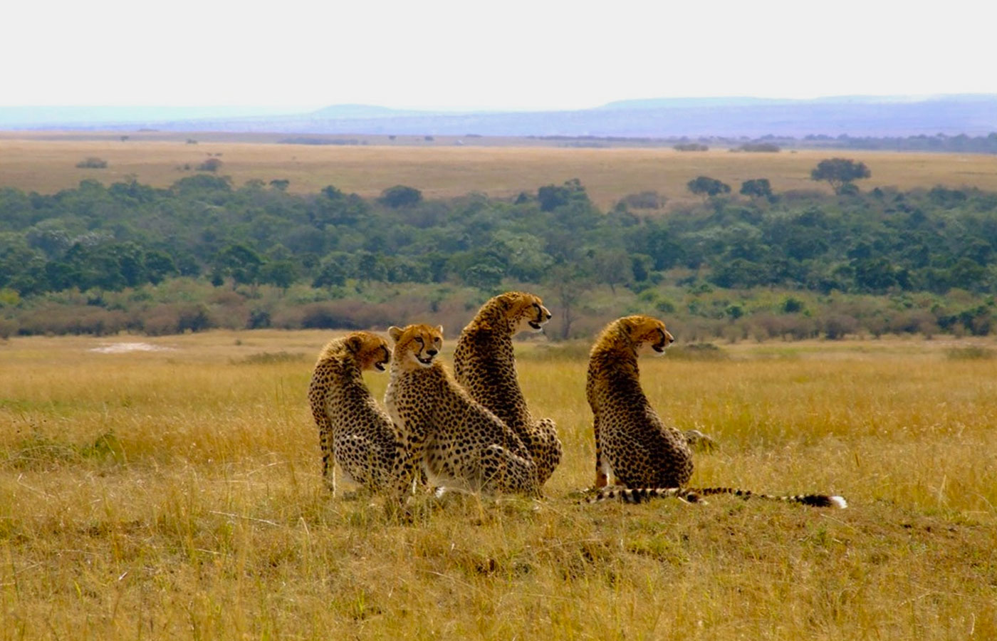 3-days-masai-mara-fly-in-safari-holiday