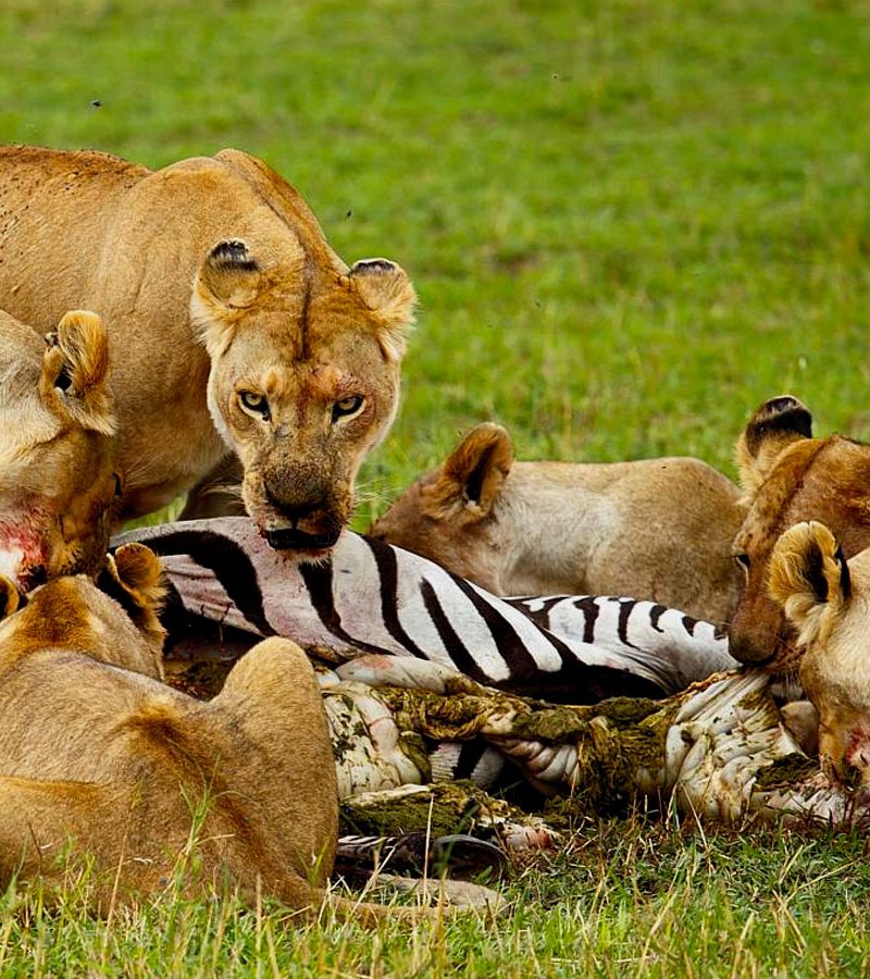 3-days-serengeti-safari-package