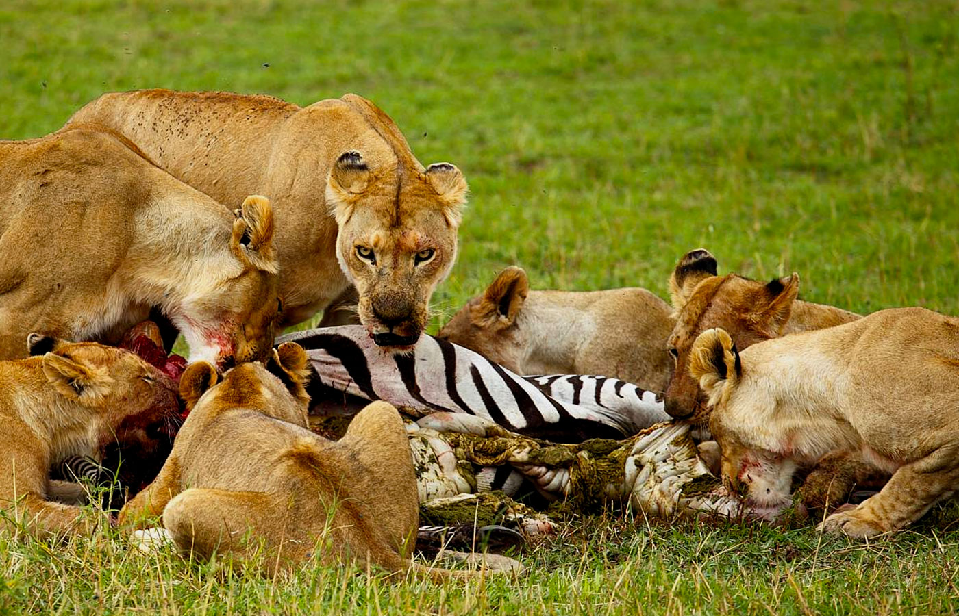 3-days-serengeti-safari-package