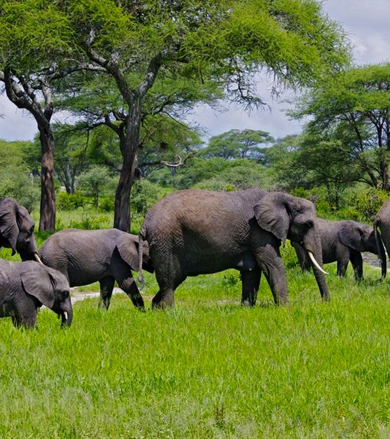 3-days-tarangire-ngorongoro-lake-manyara-safari