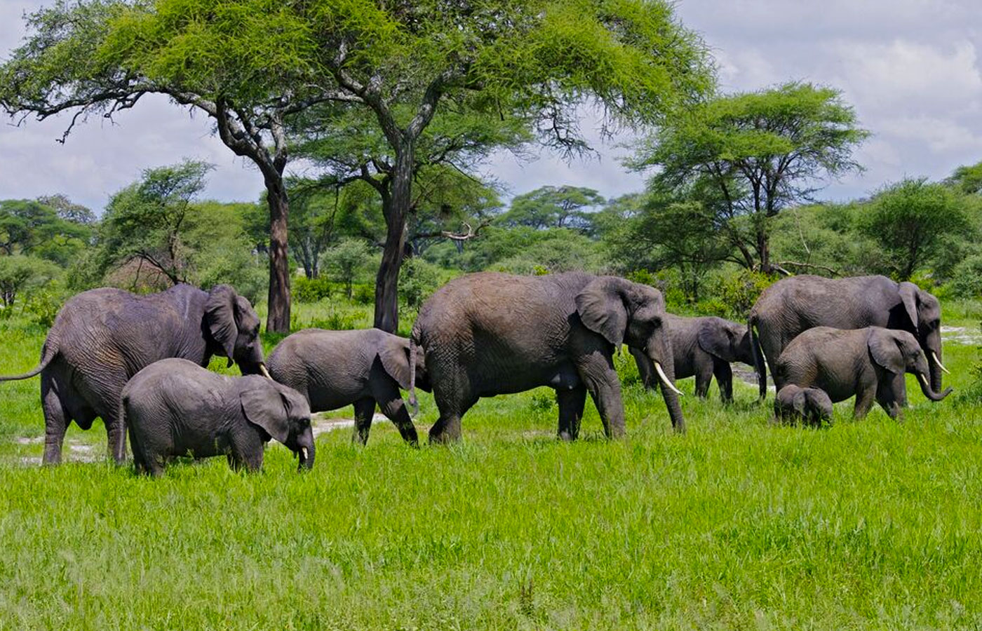 3-days-tarangire-ngorongoro-lake-manyara-safari