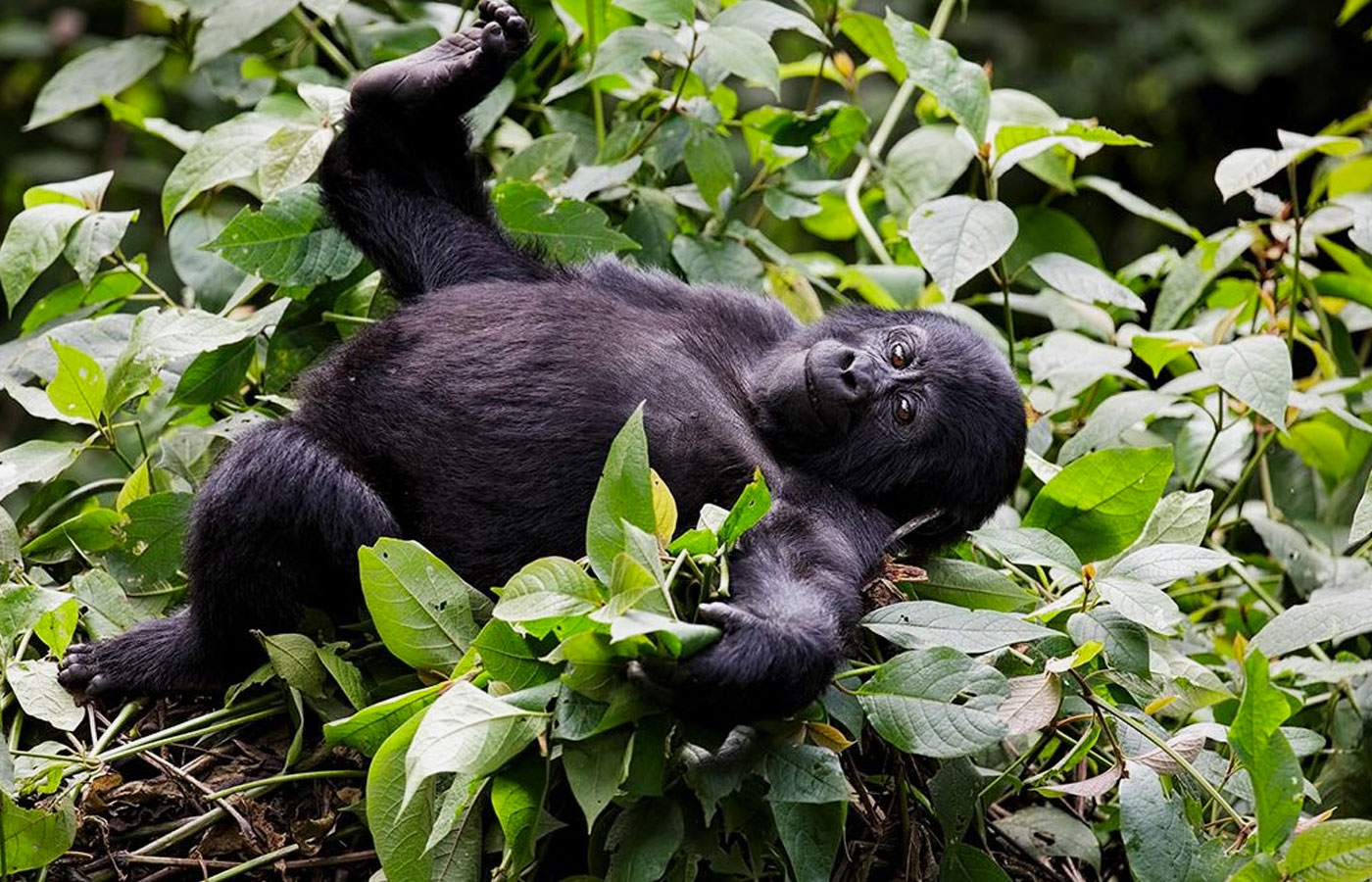 5-days-lowland-congo-gorilla-trek-safari