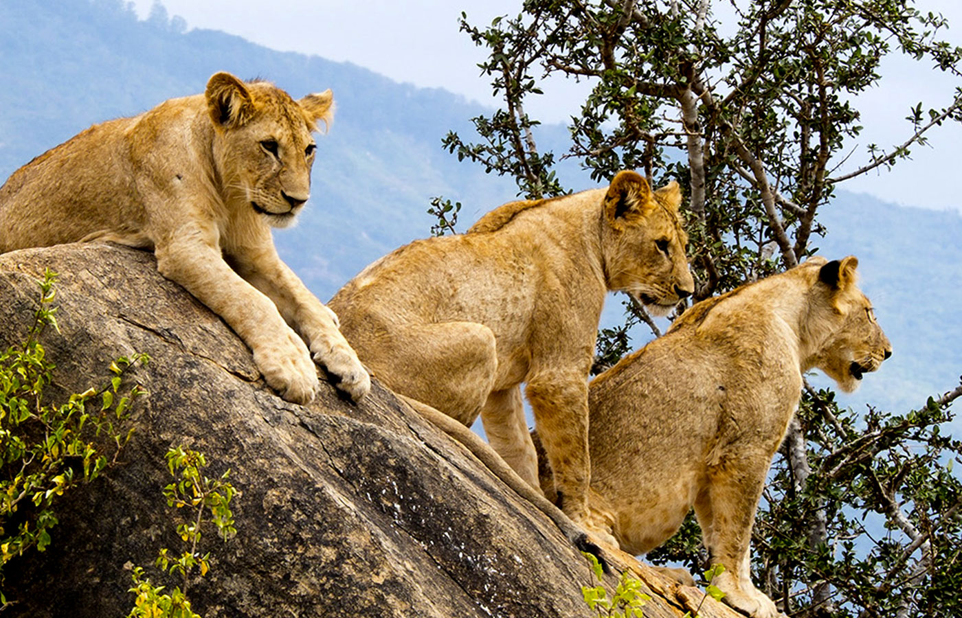 5-days-masai-mara-lake-naivasha-hells-gate-safari