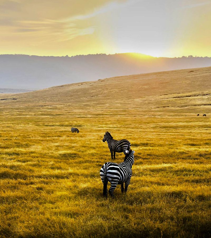 6-days-fly-in-safari-serengeti-and-ngorongoro-crater-safari