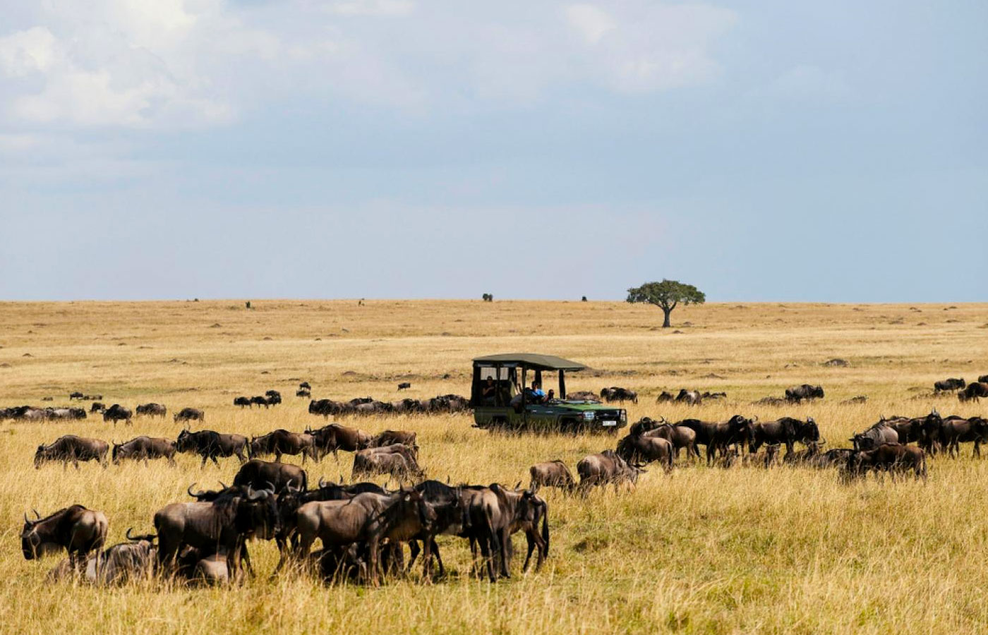 6-days-fly-in-safari-wildebeest-migration-and-gorilla-trekking