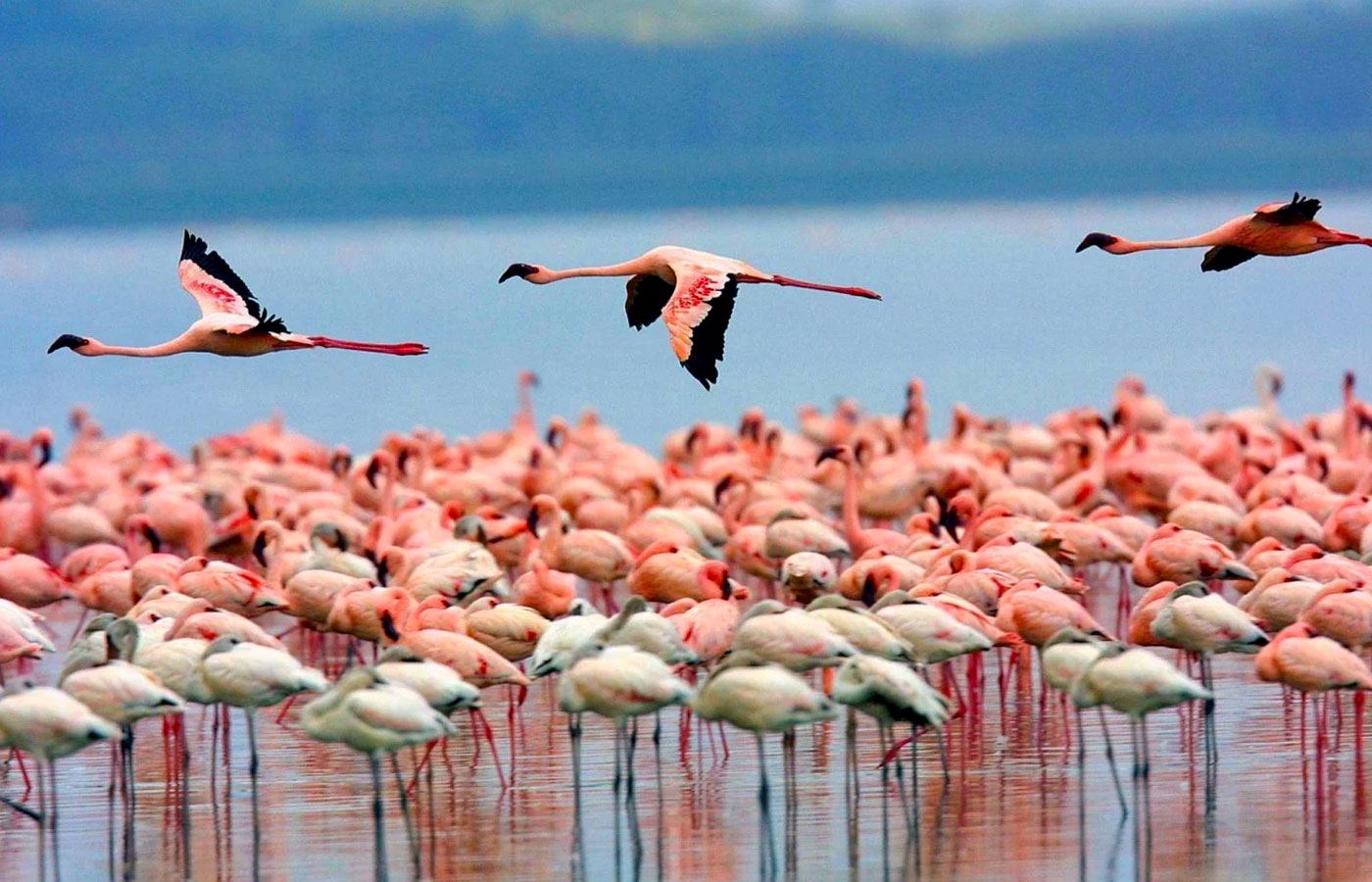 8-days-amboseli-naivasha-lake-nakuru-and-masai-mara-safari