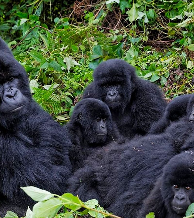 8-days-rwanda-uganda-congo-drc-gorilla-trekking-trip