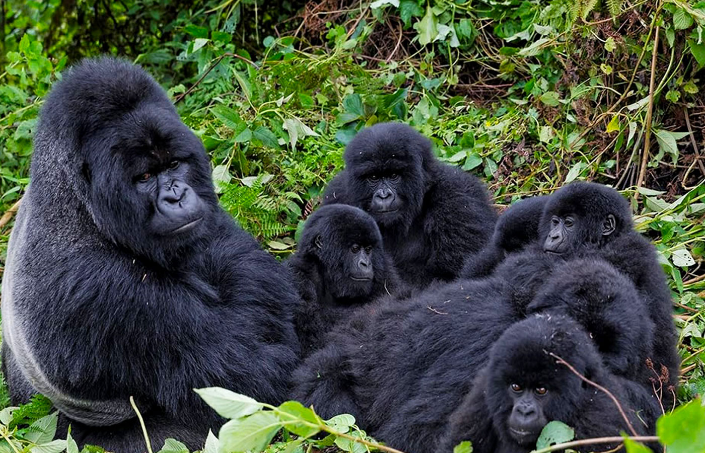 8-days-rwanda-uganda-congo-drc-gorilla-trekking-trip