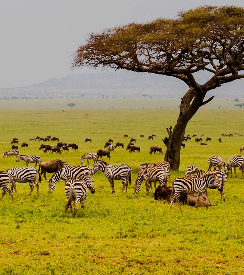 18-days-tanzania-safari-zanzibar-vacation