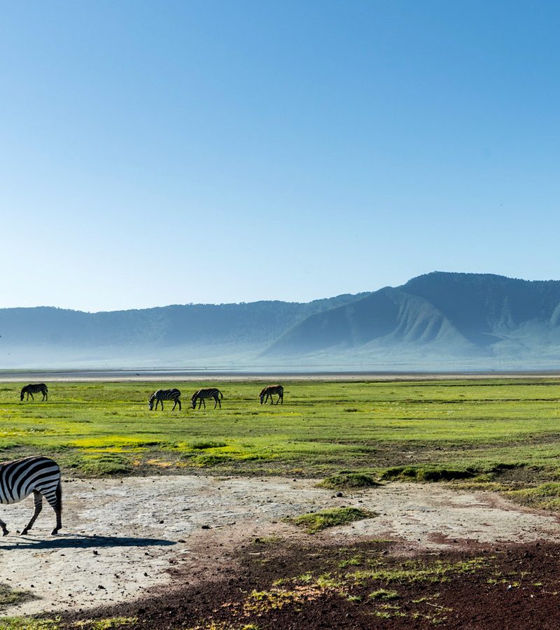 4-day-tanzania-safari-extension