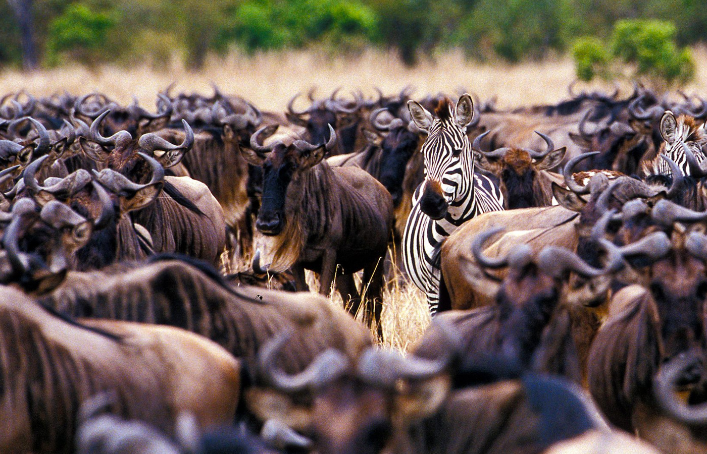 9-days-safari-vacation-tanzania